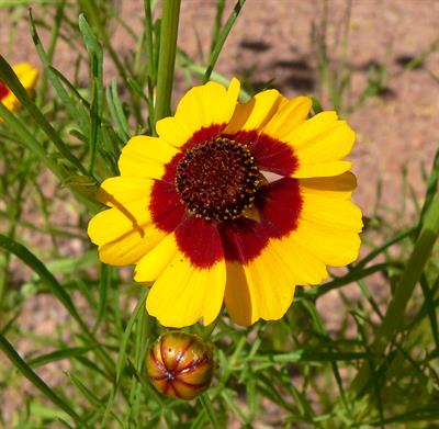 Coreopsis tinctoria - گل اشرفی